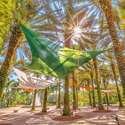 Canopies float among the palm trees on the Coral Gables Campus. Photo: Mike Montero/University of Miami