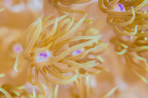Nola Schoder -  Flower pot coral (Goniopora columna)