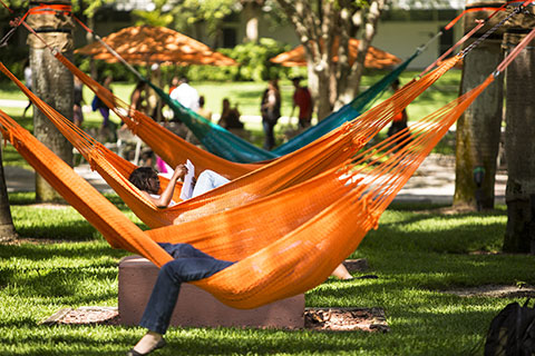 UM students studying in hammocks.